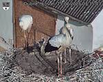 Capi_Dubne_20250725_073503.jpg