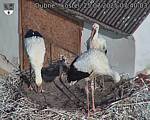 Capi_Dubne_20250725_074003.jpg