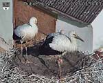 Capi_Dubne_20250725_075003.jpg