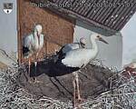 Capi_Dubne_20250725_075503.jpg