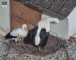Capi_Dubne_20250725_080003.jpg