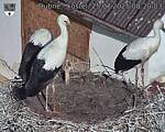 Capi_Dubne_20250725_082003.jpg