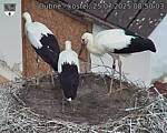 Capi_Dubne_20250725_085003.jpg