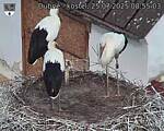 Capi_Dubne_20250725_085503.jpg