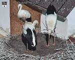 Capi_Dubne_20250725_091003.jpg