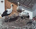 Capi_Dubne_20250725_113503.jpg