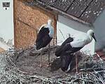 Capi_Dubne_20250725_120503.jpg