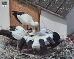 Capi_Dubne_20250725_121003.jpg