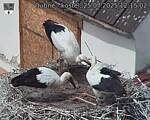 Capi_Dubne_20250725_121502.jpg