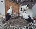 Capi_Dubne_20250725_125003.jpg