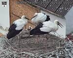 Capi_Dubne_20250725_125503.jpg