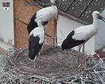 Capi_Dubne_20250725_131503.jpg