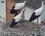 Capi_Dubne_20250725_132503.jpg