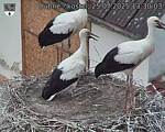 Capi_Dubne_20250725_133003.jpg