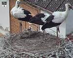 Capi_Dubne_20250725_134003.jpg