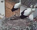 Capi_Dubne_20250725_140003.jpg