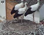 Capi_Dubne_20250725_140503.jpg