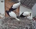 Capi_Dubne_20250725_142503.jpg