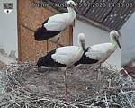 Capi_Dubne_20250725_143003.jpg
