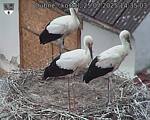 Capi_Dubne_20250725_143503.jpg