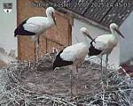 Capi_Dubne_20250725_144503.jpg