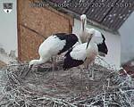 Capi_Dubne_20250725_145003.jpg