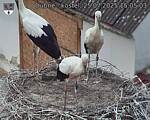Capi_Dubne_20250725_150503.jpg