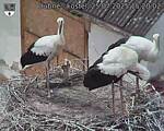 Capi_Dubne_20250725_152002.jpg