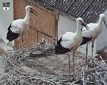 Capi_Dubne_20250725_154502.jpg