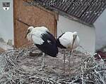 Capi_Dubne_20250725_155003.jpg