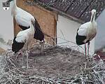 Capi_Dubne_20250725_160003.jpg