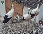 Capi_Dubne_20250725_161002.jpg