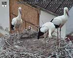 Capi_Dubne_20250725_161503.jpg