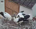 Capi_Dubne_20250725_163503.jpg