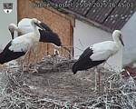 Capi_Dubne_20250725_164503.jpg