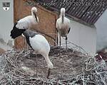 Capi_Dubne_20250725_165502.jpg