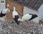 Capi_Dubne_20250725_172503.jpg