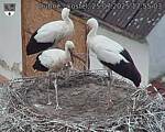 Capi_Dubne_20250725_175503.jpg