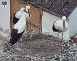 Capi_Dubne_20250725_180503.jpg