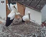 Capi_Dubne_20250725_181003.jpg