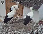 Capi_Dubne_20250725_181503.jpg