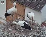 Capi_Dubne_20250725_184502.jpg