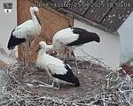 Capi_Dubne_20250725_185004.jpg