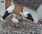 Capi_Dubne_20250725_190504.jpg