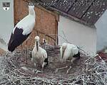 Capi_Dubne_20250725_191004.jpg