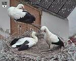 Capi_Dubne_20250725_200003.jpg