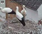 Capi_Dubne_20250725_200503.jpg