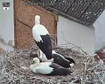 Capi_Dubne_20250725_201004.jpg