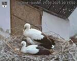 Capi_Dubne_20250725_201502.jpg