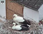 Capi_Dubne_20250725_202003.jpg